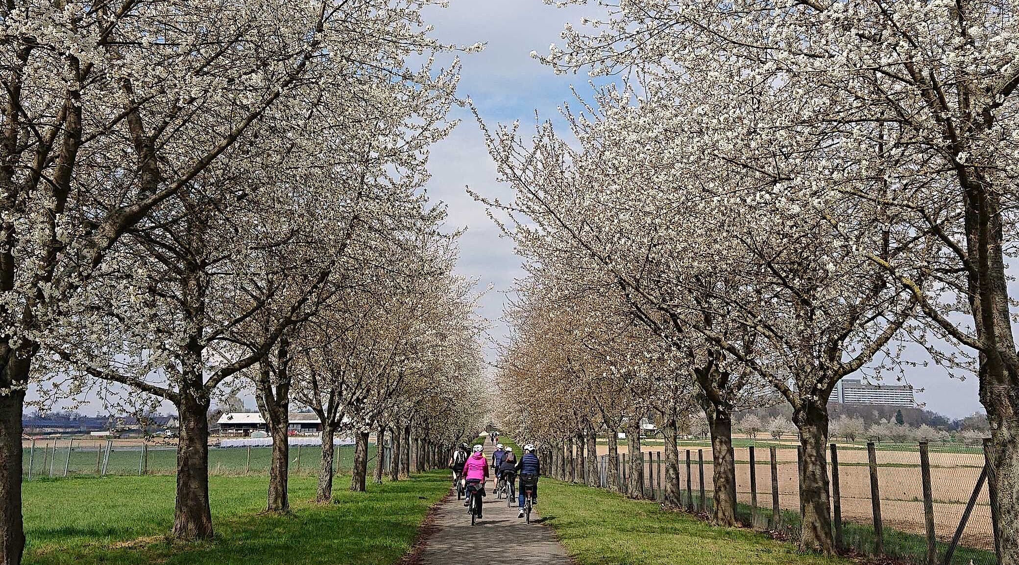 Allee bei Steckfeld