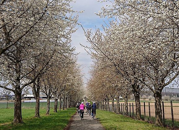 Allee bei Steckfeld